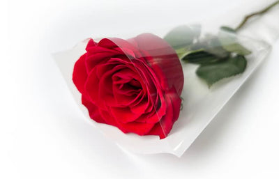 1x Rose